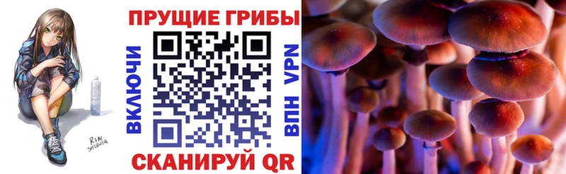 Псилоцибиновые грибы Cubensis  где купить наркоту  Невинномысск 